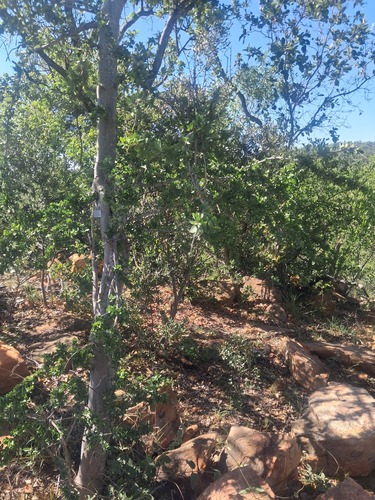 Securidaca observed 2026-10-24