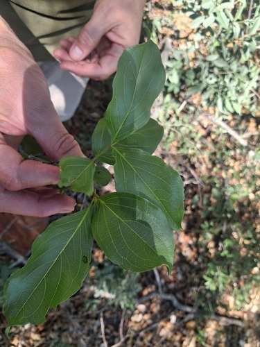 Combretum observed 2026-10-24
