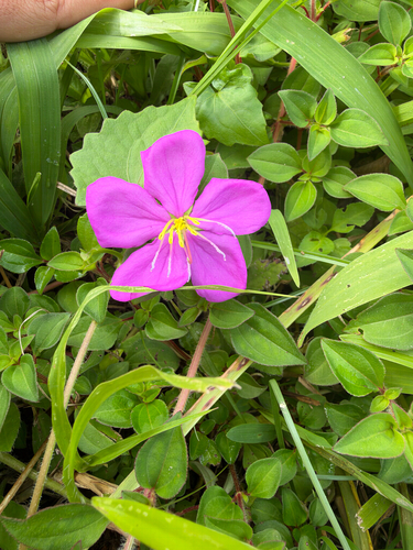 Heterotis rotundifolia observed 2026-10-24