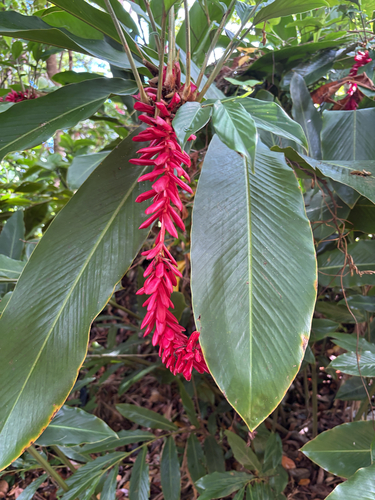Alpinia purpurata observed 2026-10-24