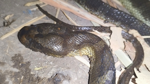 Homalopsis buccata observed 2026-10-18
