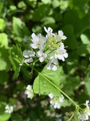 Alliaria petiolata