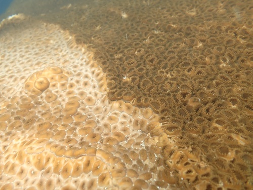 Palythoa tuberculosa observed 2026-10-24