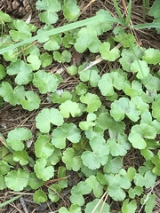 Hydrocotyle sibthorpioides