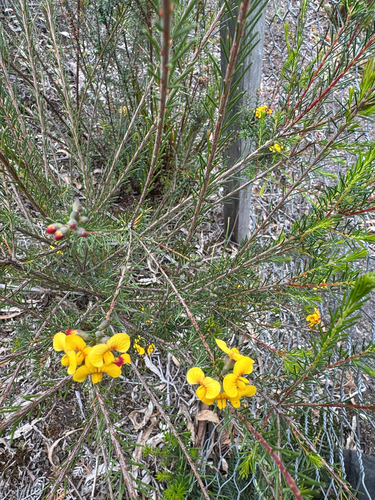 Dillwynia glaberrima observed 2026-10-24