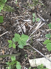 Glycine max soja
