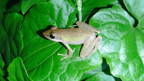 Chalcorana chalconota observed 2026-10-18