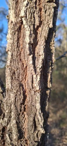 Eucalyptus crebra observed 2026-10-06