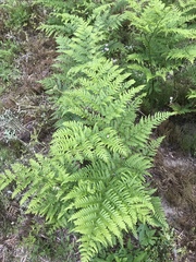 Pteridium aquilinum