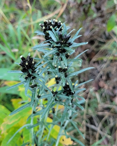 Omalotheca sylvatica observed 2026-10-24