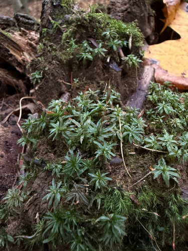 Atrichum undulatum observed 2026-10-24