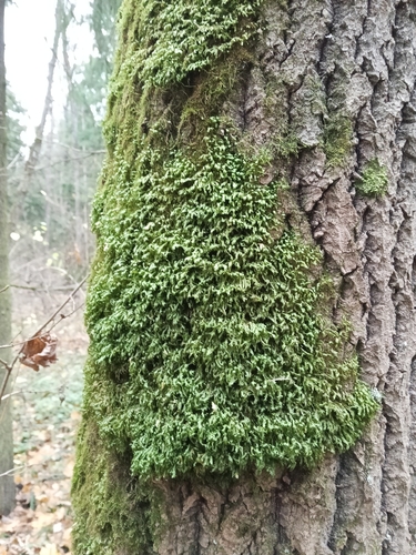 Homalia trichomanoides observed 2026-10-24