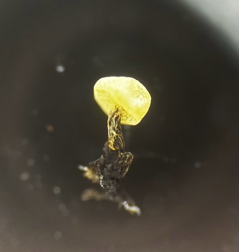 Physarum viride observed 2026-10-24