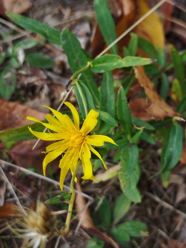 Hieracium umbellatum observed 2026-10-24