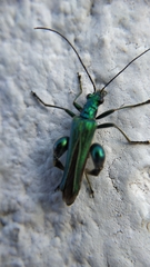 Oedemera nobilis