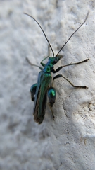 Oedemera nobilis