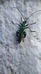 Oedemera nobilis