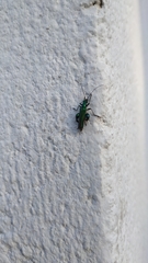 Oedemera nobilis