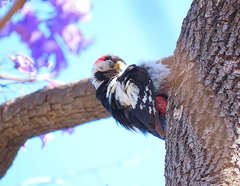 Dendrocopos syriacus