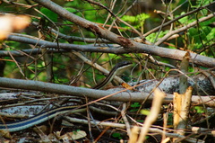 Salvadora lemniscata