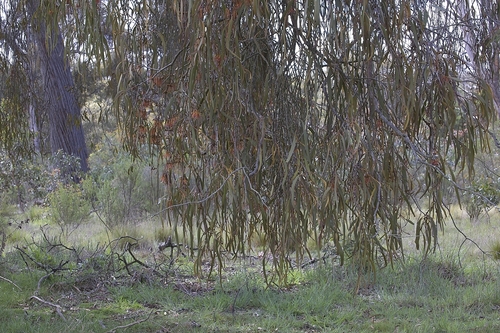 Amyema pendula observed 2026-10-24
