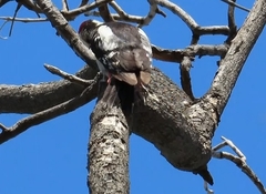 Dendrocopos syriacus