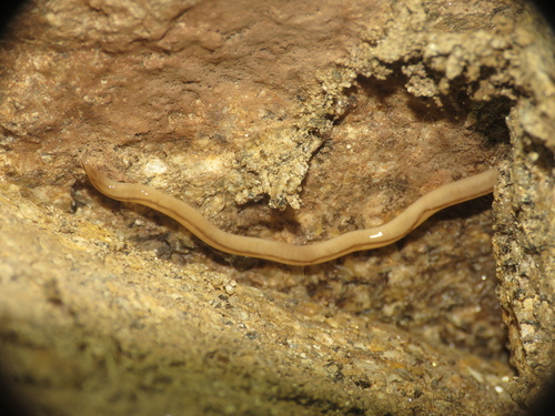 Geonemertes pelaensis observed 2026-10-17