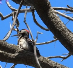 Dendrocopos syriacus
