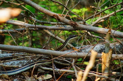 Salvadora lemniscata