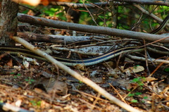 Salvadora lemniscata