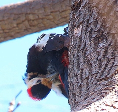 Dendrocopos syriacus