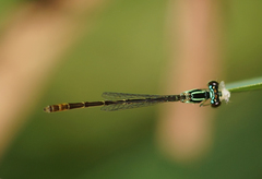 Agriocnemis minima
