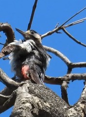 Dendrocopos syriacus