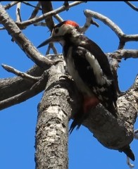Dendrocopos syriacus