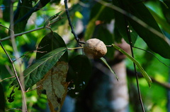 Morisonia americana