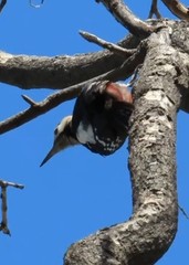 Dendrocopos syriacus