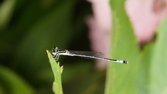 Agriocnemis nana