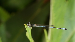 Agriocnemis nana