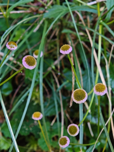 Myriactis humilis observed 2026-10-11