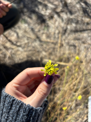 Brassica nigra observed 2026-10-24