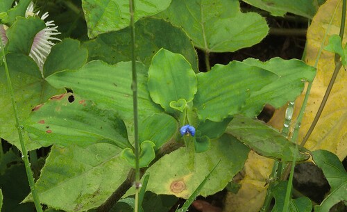 Commelina benghalensis observed 2026-10-24