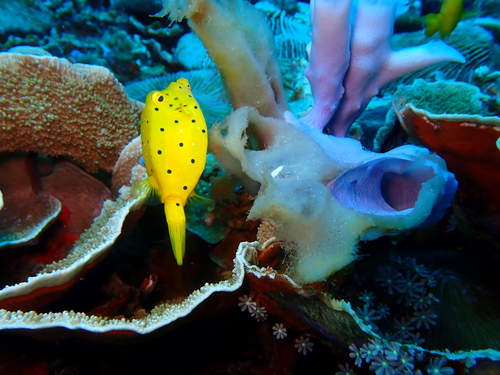 Ostracion cubicus observed 2026-10-24