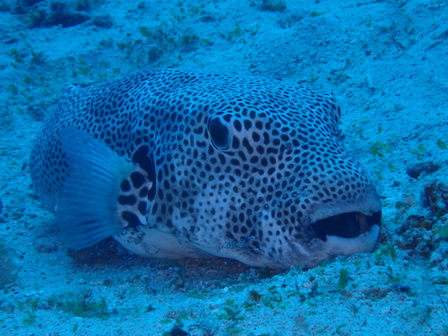 Arothron stellatus observed 2026-10-24