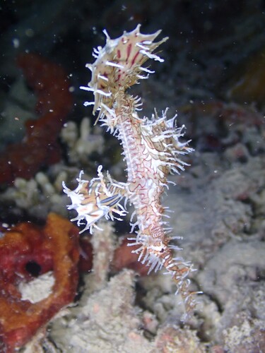 Solenostomus observed 2026-10-24