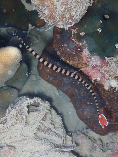 Dunckerocampus dactyliophorus observed 2026-10-24
