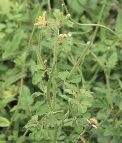 Arivela viscosa observed 2026-10-24