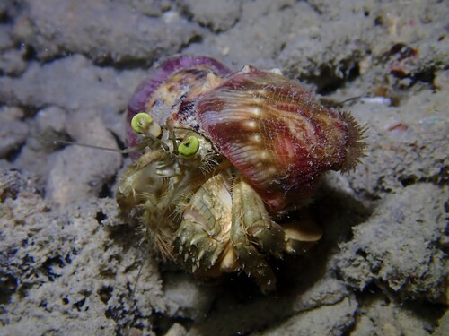 Dardanus deformis observed 2026-10-24