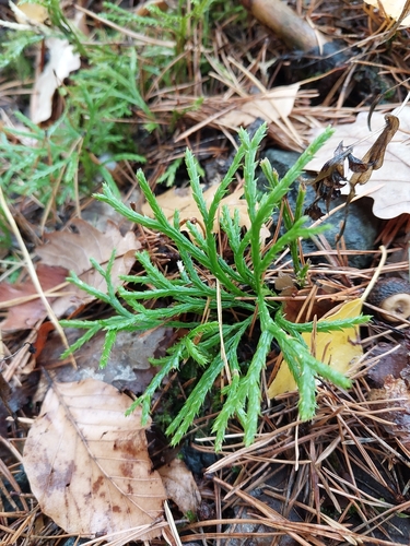 Diphasiastrum complanatum observed 2026-10-24