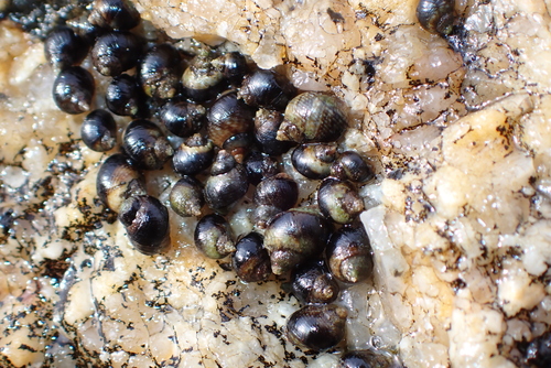 Afrolittorina knysnaensis observed 2026-10-12
