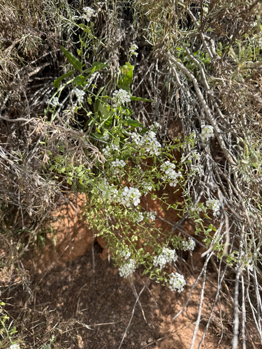 Touristplant